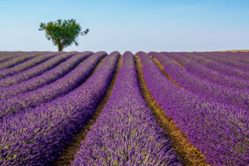 Provence